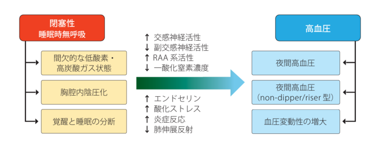 2023年改訂版　循環器領域における睡眠呼吸障害の診断・治療に関するガイドラインのイメージ画像
